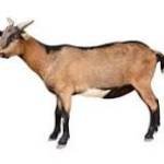 antony anto Profile Picture